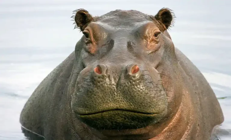 What Does Hippo Taste Like?