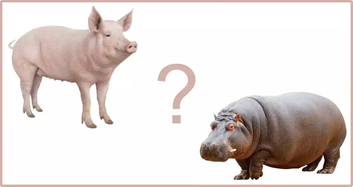 Are Hippos Related to Pigs