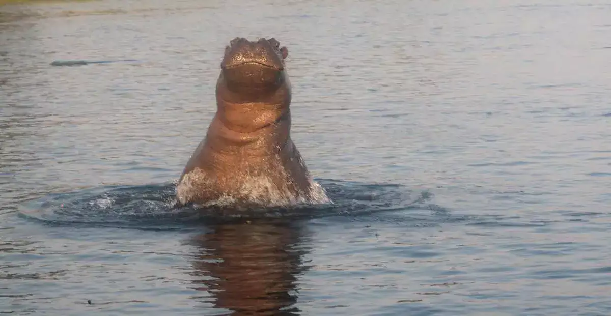 Hippo Jumping Out of Water