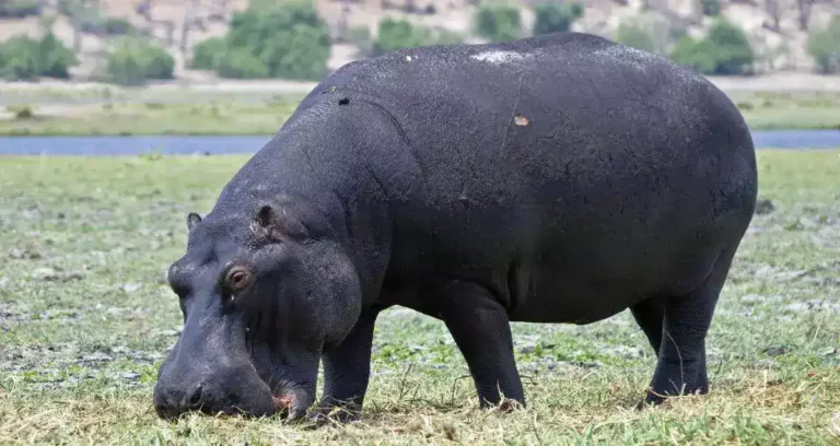 What Do Hippos Eat?