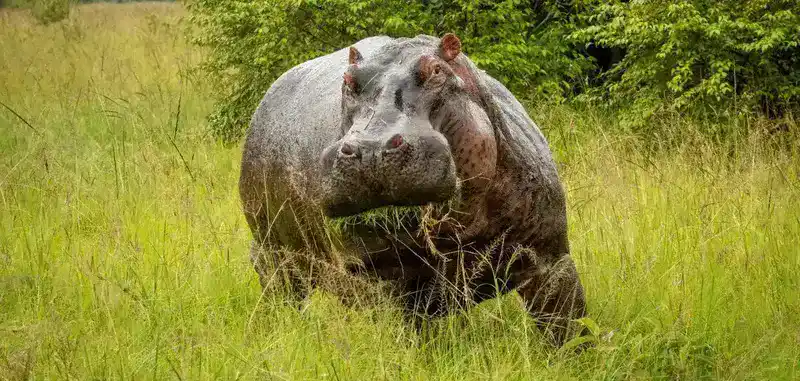 Hippo eating grass in field