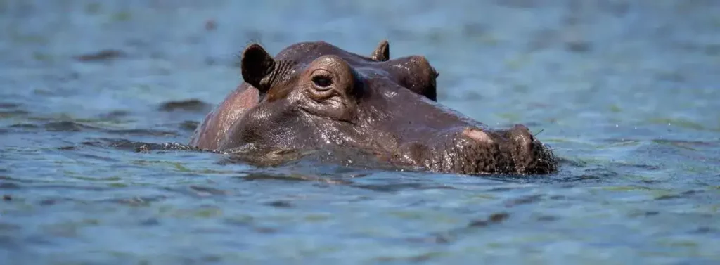 Hippo submerged in water