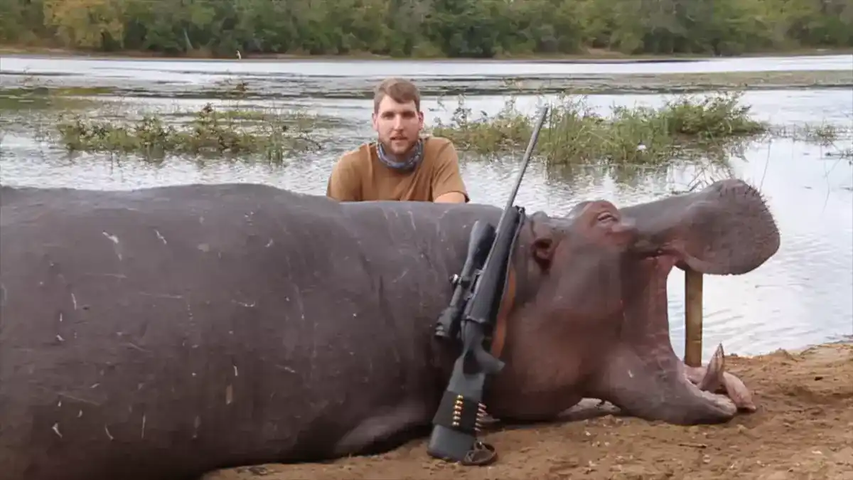 Are Hippos Bulletproof