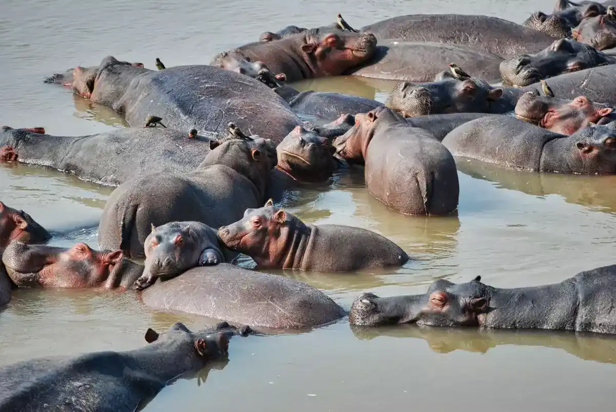 Hippos living in water in Zambia national park